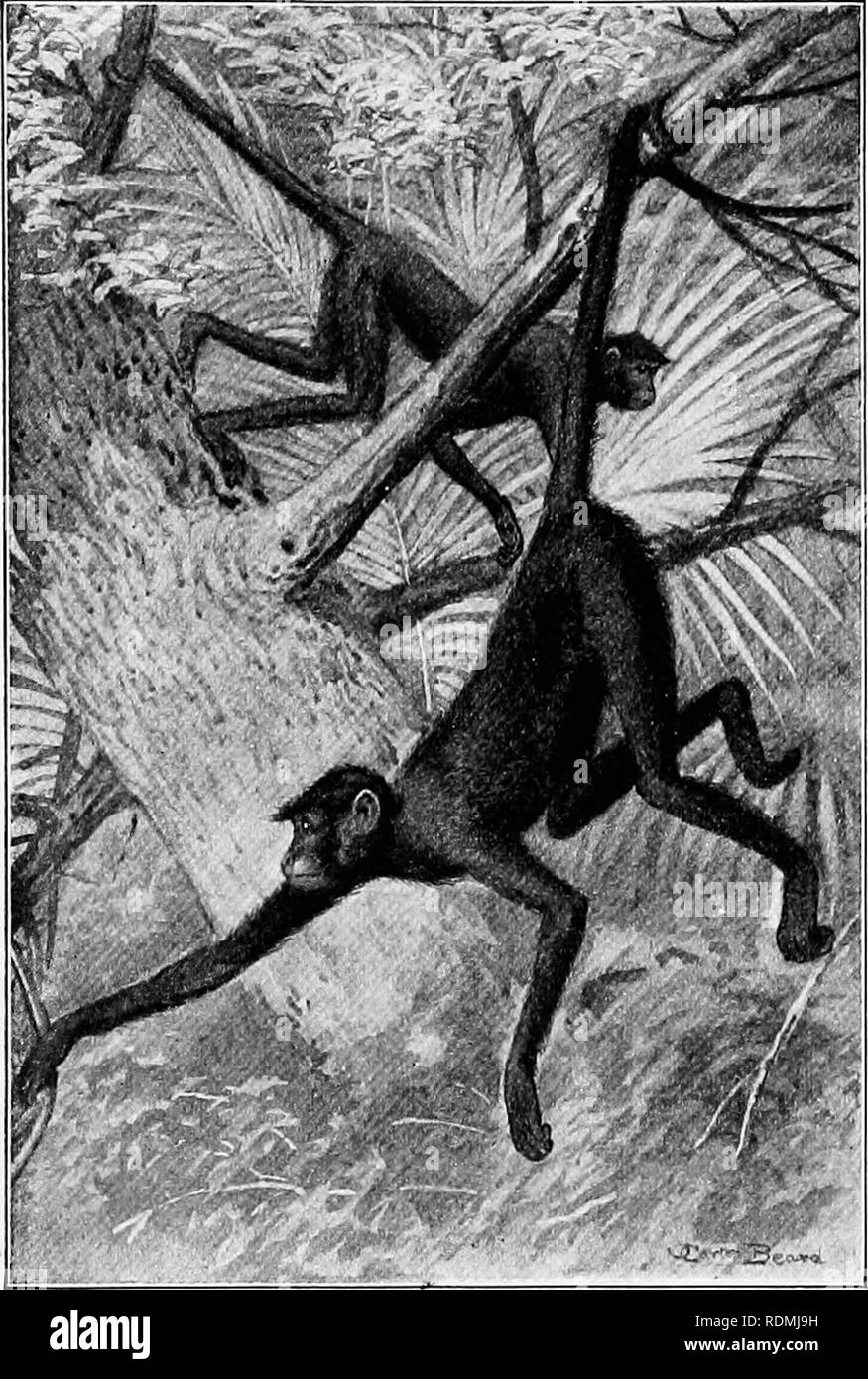 . L'American natural history : une base de connaissances utiles des animaux supérieurs de l'Amérique du Nord . L'histoire naturelle. Araignée, HIBOU et les singes écureuils 15 Il a un froissé et usé de soins visage, comme s'bur--chagrins des Dénés avec lequel la plupart des mon- captifs sont certainement les clés ! Le front, la gorge et l'épaule-points sont blancs, et le reste du corps est gris, brun ou noir de jais. Les Sapajous habitent l'Amérique centrale et du nord de l'Amérique du Sud. Environ deux cents spécimens sont portées à New York chaque année,. Singe à face noire. À l'e-les un'ler. où ils sont vendus par les concessionnaires à pri Banque D'Images