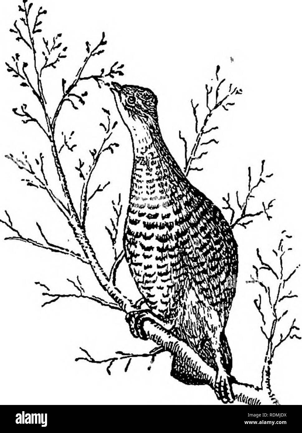 . Les oiseaux utiles et leur protection. Contenant de brèves descriptions des espèces plus communs et les plus utiles du Massachusetts, avec des comptes de leurs habitudes alimentaires, et un chapitre sur les moyens d'attirer et de protéger les oiseaux. Les oiseaux ; les oiseaux. L'UTILITÉ DES OISEAUX DANS LES BOIS. 99 L'ARBRE sécateurs. Si le jeune arbre s'échappe ou survit aux assauts de ses nombreux ennemis, et pousse vigoureusement, il est enclin à une sur- production de fruits ou de feuilles. Les producteurs et certaines pratiques des forestiers élagage, et crois que lorsqu'il est judicieusement fait c'est bon pour l'arbre. La nature a bien des façons d'élagage. Superflu Banque D'Images