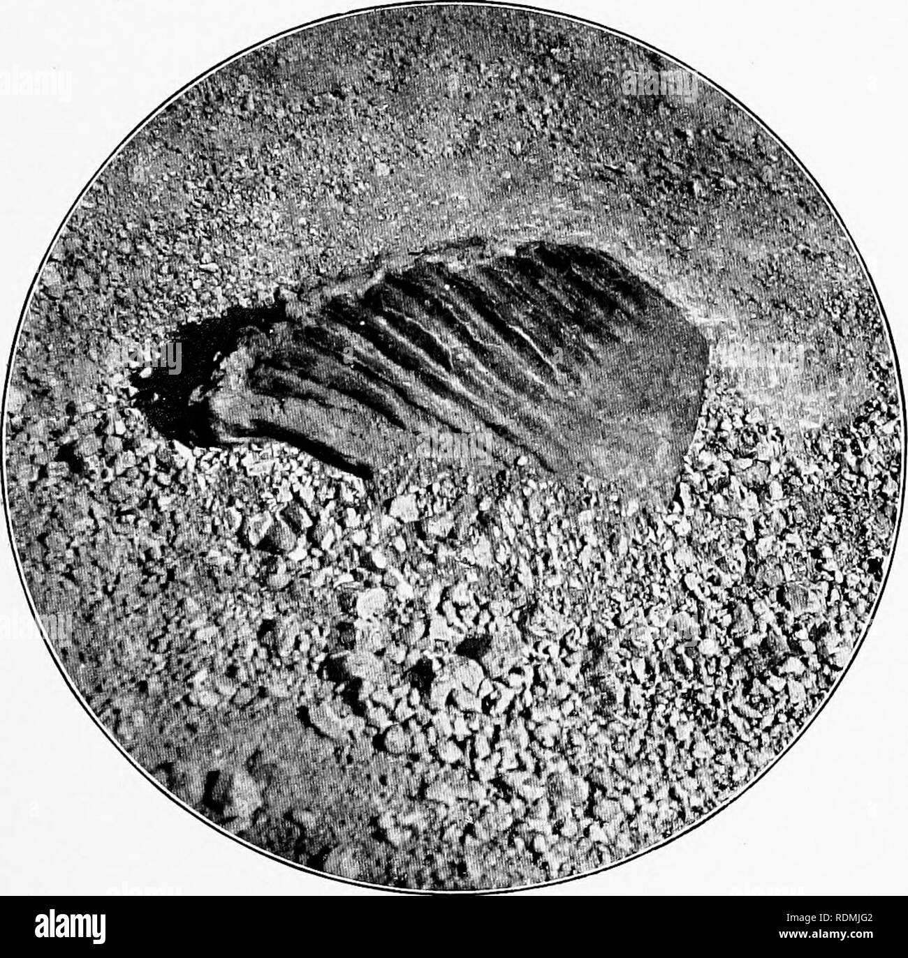 . Deux oiseaux-amoureux au Mexique. L'histoire naturelle ; les oiseaux.  ; : : ; ; : :;3e Oasis et Désert est : : : : : : : : ancien temps passé et présent en contact étroit. Ce qui a des scènes le désert considéré comme cette im- perial décalés Mammouth mourir dans le bourbier qui fait la preuve de son tombeau ? Les poussières de nos yeux et de la gorge pour smart, et nous avons tourné à contrecoeur nos poneys' chefs sur le dos trail, autant que nous aurions aimé pouvoir rester et chercher les secrets de ces fossiles, -. rOSSIL Dent de mammouth IMPÉRIAL DANS LE DÉSERT "ALCALI 487 ^. Veuillez noter que ces images sont extraites des images de la page numérisée t Banque D'Images