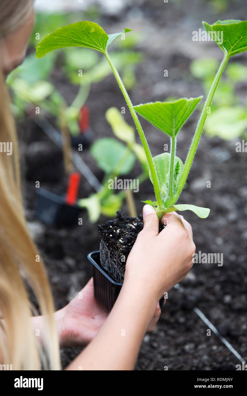 Des semis plantation fille Banque D'Images