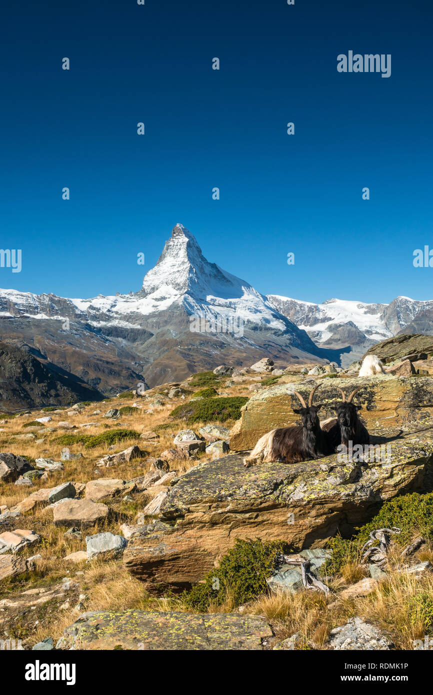 Les chèvres en face de Matterhorn, Zermatt Banque D'Images