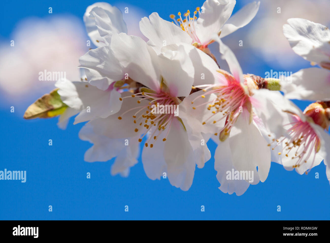 Floraison magnifique cadre des amandes, Gran Canaria, Janvier Banque D'Images