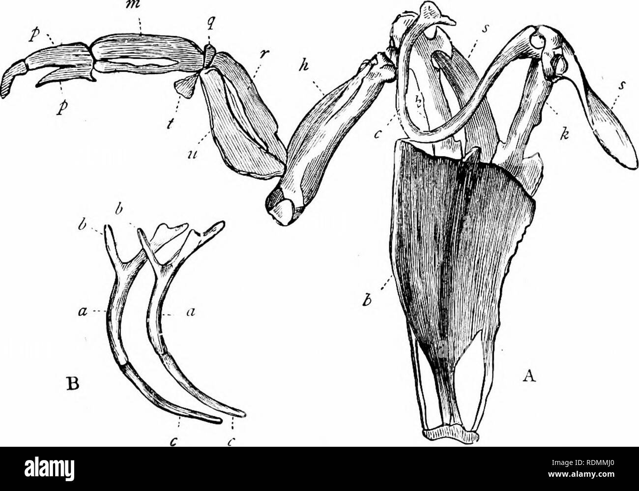 . Text-book de zoologie pour les élèves de niveau junior. Zoologie. AVES. 281 muscles (muscles pectoraux) qui déplacent le Aviiigs. En règle générale, la taille de l'écusson ou quille donne une estimation assez juste du tiyiug pouvoirs de l'oiseau à qui il belongeil. La quille est, bien sûr, largement développée en mcjst ces oiseaux qui possèdent le pouvoir de vol dans sa plus grande perfection ; et dans certains oiseaux qui ne fl)', telles que l'autruche, il n'y a pas de quille sternale du tout. Les nageoires pectorales ou passage de ceinture d'épaule d'oiseaux, se compose d'shouldei^» {lames- de l'omoplate ;), les clavicules ou col-os, et Banque D'Images