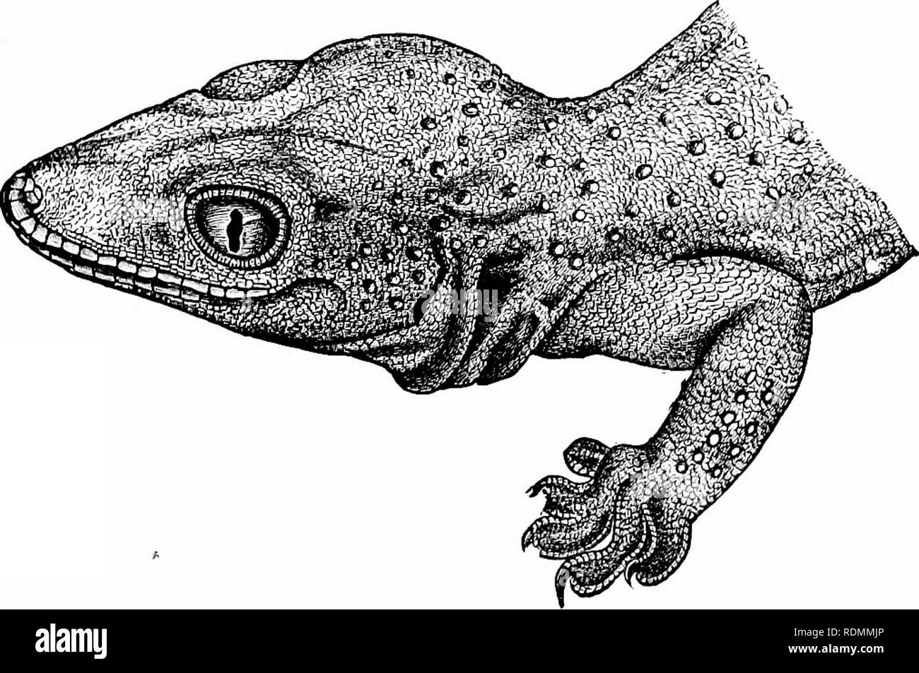 . Text-book de zoologie pour les élèves de niveau junior. Zoologie. DIVISIONS DE L'SEPTILIA. 271 Cette même fragilité existe dans le {Opldsti serpent de verre/iirus runtrnlis) du sud des États-Unis, dans lequel aussi il n'y a pas de membres. En d'autres genres, il y a peut-être l'avant-pied seulement, ou hind-pieds peuvent être présents, ou quatre membres existent dans un état plus ou moins rudimentaire. Dans le vrai lézards {Lacerta), quatre membres sont joresent dans une forme bien développée ; comme c'est vu dans le lézard vert commun {L. viridis) de l'Europe. Le genre Laceria est représentée en Amérique par le Anieivm, dont le bar rayé, Liza Banque D'Images