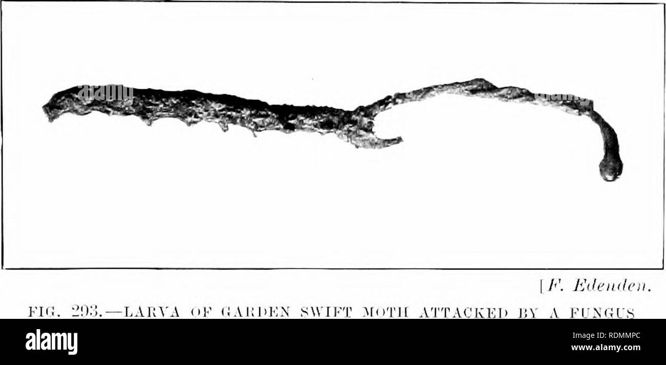 . Les insectes et autres ravageurs des alliés d'orchard, Bush et hothouse fruits et leurs prévention et traitement . Les insectes nuisibles ; les fruits. lu.^l'ects, etc.. Préjudiciable à l'Strairherri/. 449 retour de la larve et tliou iiluiigc tliuir tlium lieldnd Loaks dans juste la tête ; bientôt l'altérer cette Liv-a fdckeiis et meurt. Tliis ennemi prédateurs a été envoyé en ixOi nie ; froni Caulerhiiiy et de Kimbolton dans luntingdunshire 1. A I'lingus, connu de nous le CcD'irjis j'iIi/ii/oiniirrJii&Lt ;(, a fouml lieen envahir ces VBL-a' (1) près de :[aidstone et aussi au FVE. Cette pavasiti( ; champignon envahit complètement l^ Banque D'Images