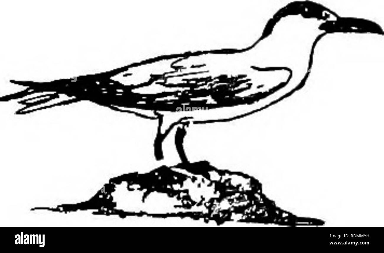 . Les oiseaux de l'Illinois et du Wisconsin. Les oiseaux ; les oiseaux. Janv., 1909. Les oiseaux de l'Illinois et le Wisconsin - Cory. 25 Dans l'arrêt Brown plumages, le axillars (plumes s'étendant de aisselle) sont largement exclus, brun et blanc ; en d'autres plumages, le axillars et sous des tectrices,brun foncé ou noirâtre sont brun schisteux. STERCORARIID la famille.L'IFF. Les skuas et les labbes. Voir page 41. Les narines, séparer, pas de loi, sans tubulaire ; céréales ; doigt postérieur, parfois très petite ; mandibule supérieure, incurvé ; unguis (fin du projet de loi), pas enflés ; rectrices moyen, environ de la même longueur que les autres ; la queue, parfois sombre, bien que rarement Banque D'Images