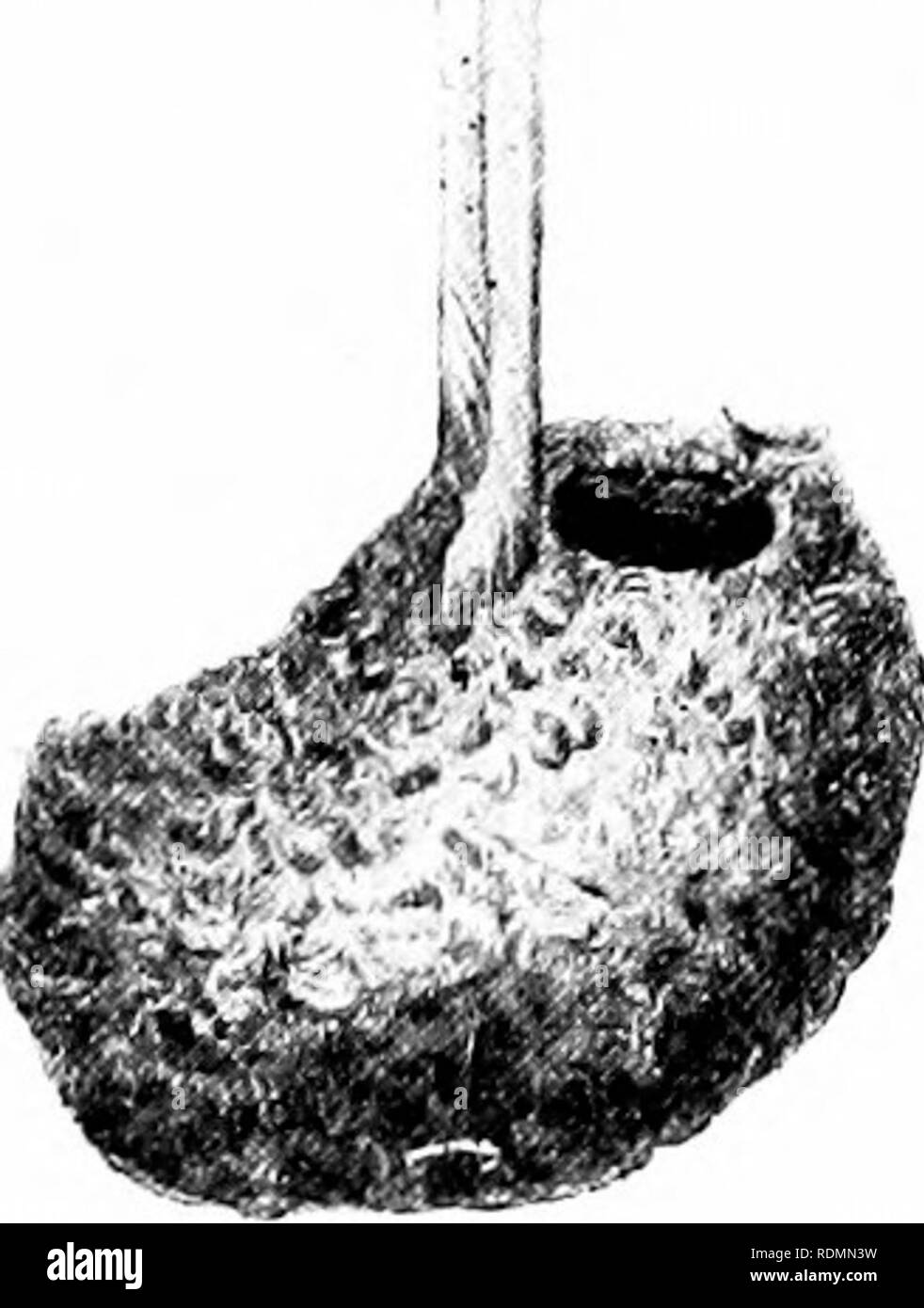 . Merveilles du monde des oiseaux. Les oiseaux. Oiseaux Oiseau-comme ingénieurs 223 est si la manière dont ils semblent ajuster l'équilibre de leurs nids suspendus est merveilleux. Ainsi, M. John Gould, qui a fait une étude tout au long de la vie de ces oiseaux, remarques-" une partie de l'Oiseau-oiseaux sont dit à suspendre leurs nids par le moyen de la pendaison des racines d'un arbre, ou d'une vrille ; et si le nid, qui est d'une forme incurvée et construit des matériaux grossiers à part, s'avérer être d'un côté plus lourd que l'autre, le côté supérieur est pondéré avec une petite pierre ou un carré de terre jusqu'à ce que l'équilibre est Banque D'Images