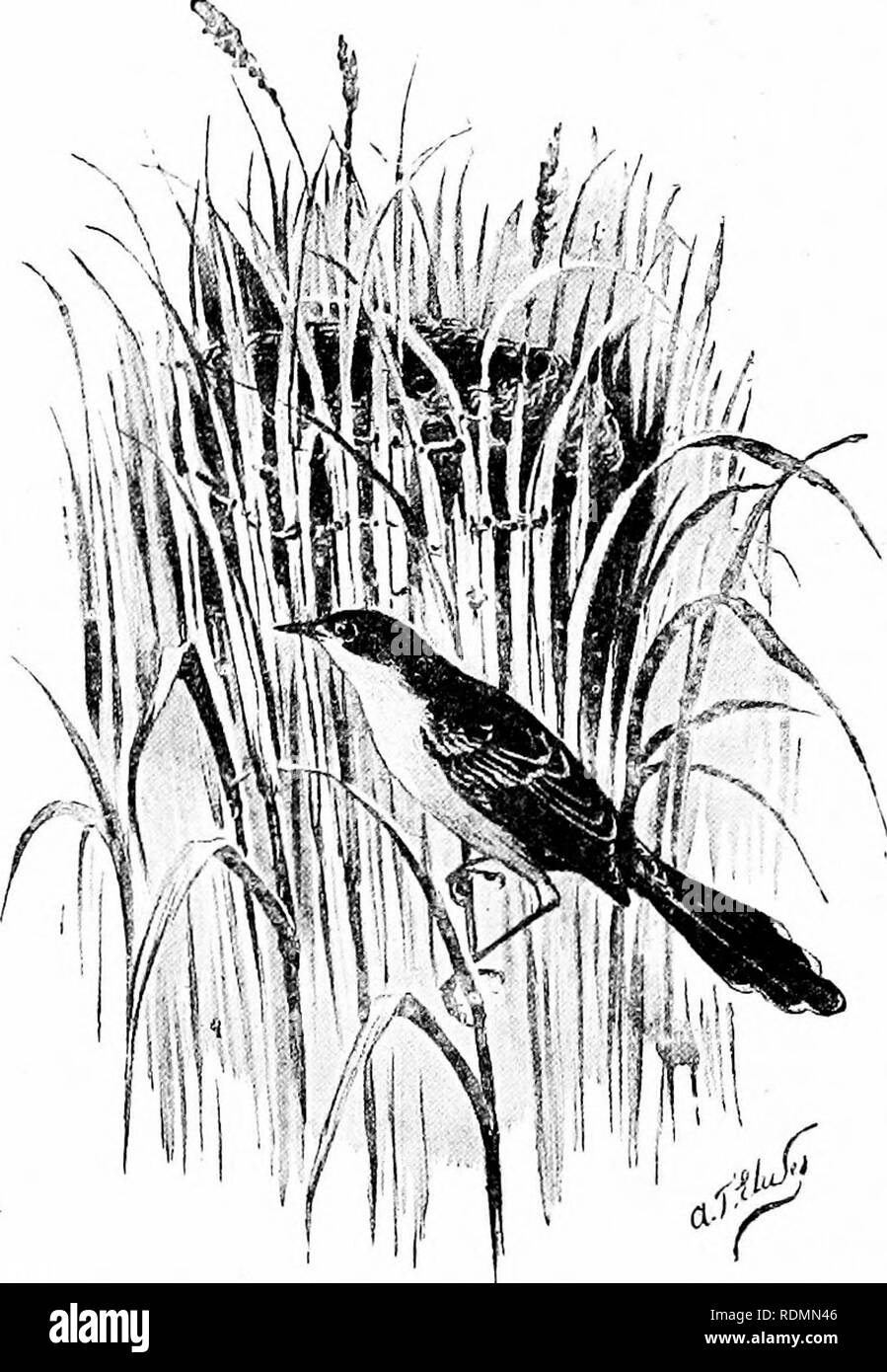 . Merveilles du monde des oiseaux. Les oiseaux. 220 merveilles du monde des oiseaux avec duvet soyeux. Cette structure, cependant, est dépassé par l'ingéniosité de oiseaux sur mesure [Orthotoinns) qui croix feuilles ensemble dans le mode le plus expérimenté pour l'appui de leurs nids. Certains de l'Indian Wren-orangées. Nid de la fan-tailed Warbler {Cislicola chticohi). {Parfois cousus Prinia) un couple de feuilles autour de leur nid, mais la même espèce font parfois des nids en forme de coupe et jeter le "sur mesure" des feuilles, de manière à ce que M. Hume est entraînée la remarque-" comme ces oiseaux qui construisent des ha Banque D'Images