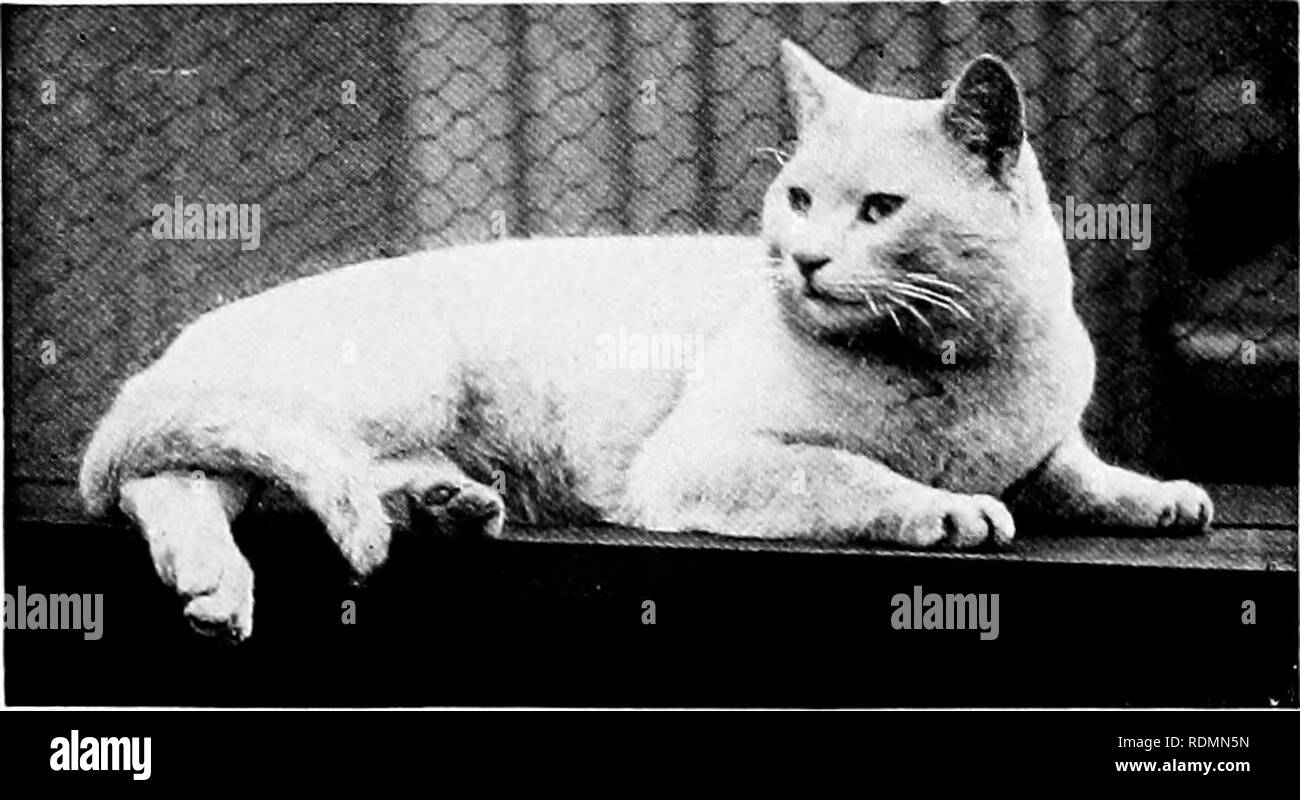 Mammiferes D Autres Terres Les Mammiferes 68 Les Animaux Vivants Du Monde Phota De 7 Fait Baher Str Tt Blanc Le Poil Court Plus Ivhite Albinoes Les Chats Ne Sont Pas