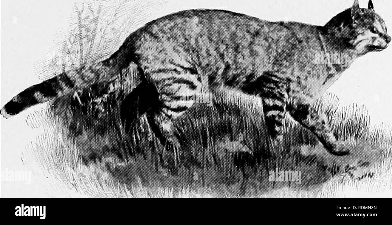 Mammiferes D Autres Terres Les Mammiferes La Tribu De Chat 57 Photo Par A S Rudland Amp Fils Le Ivild Kaffir Commun Cat D Afrique Du Sud Les Chats Domestiques Mammiferes D Autres Terres Les Mammiferes La Tribu De Chat 57 Photo Par A S Rudland Amp Fils Le Ivild Kaffir Commun Cat D Afrique Du Sud Les Chats Domestiques