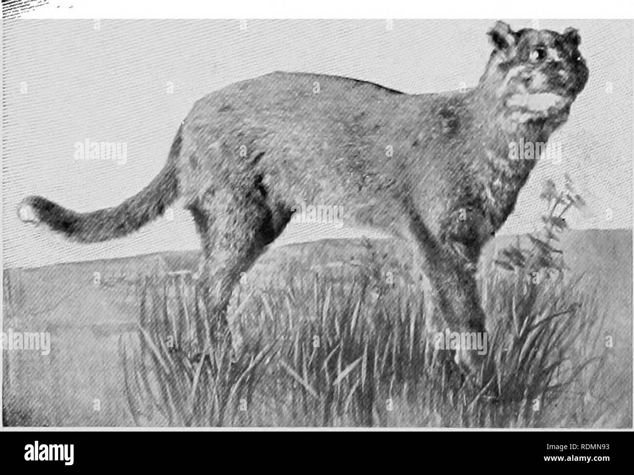 . Mammifères d'autres terres ;. Les mammifères. Photo par A. S. Rudland &AMP ; Fils EYRA Chat les plus bas et plus long des chats, plus en forme comme un civet ; il est facilement apprivoisé, et fait un charmant animal de compagnie. Photo par A. S, Rudland j'^ ."loni BAY CAT des rats, des oiseaux et des petits mammifères en général. Le putois Chat Sauvage est une autre espèce africaine. C'est une belle chouette- et tabby, doublée de la taille d'un petit chat domestique, et plus susceptibles que les autres d'être l'origine de notre variété tabby, s'apprivoiser les chats sont arrivés en Europe à partir de Atrica. À l'heure actuelle, il se trouve qu'au sud dans le désert du Kalahari et le Bechuanaland. Le Kaffir Banque D'Images