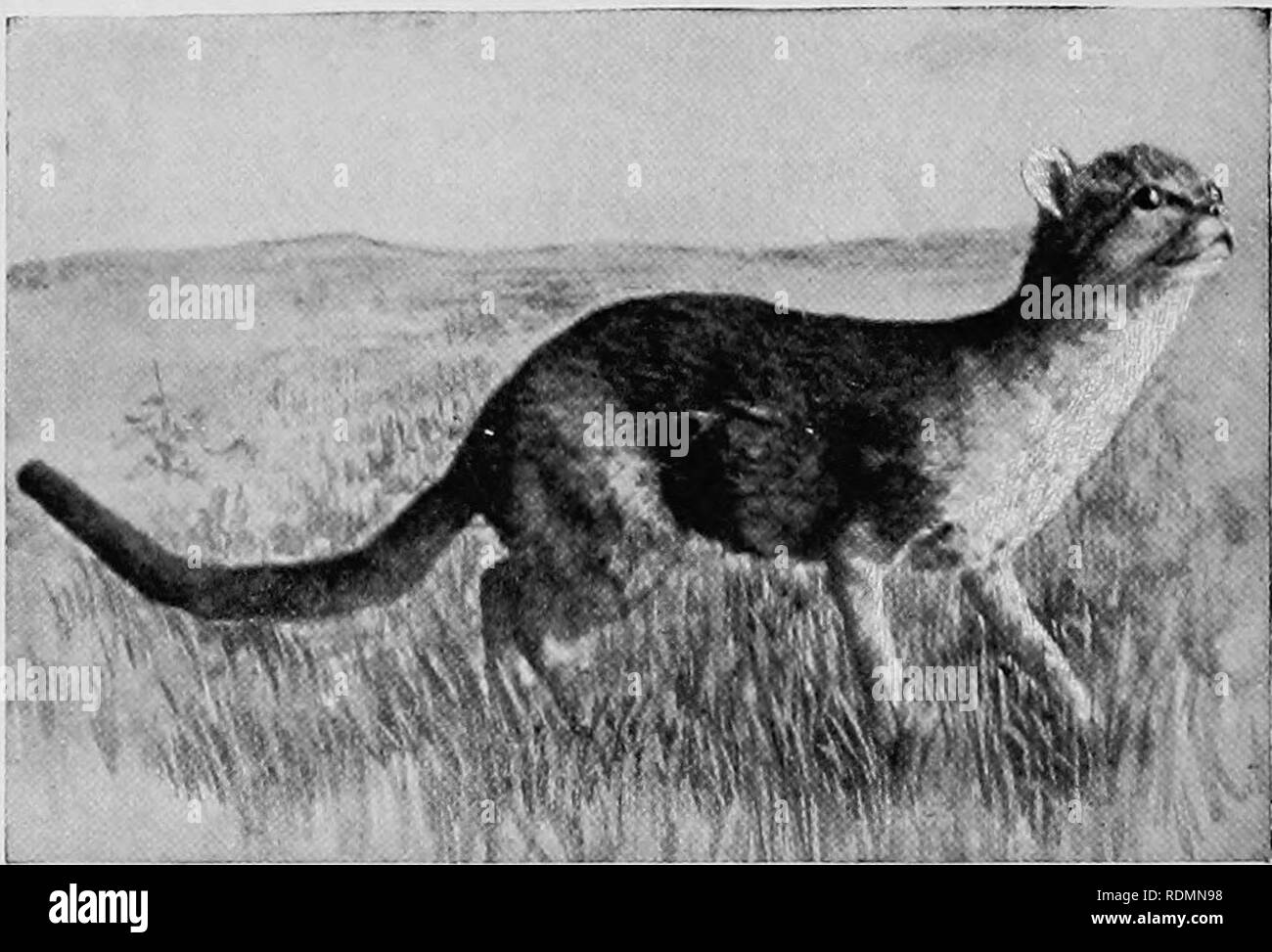 Mammiferes D Autres Terres Mammiferes Photo Bji A S Rudland Amp J Pampas Soni Cat Remarque Tic A La Ressemblance De La Queue Epaisse Et Jambes A L Anglais Nvild Cat Excessivement Sa Vage