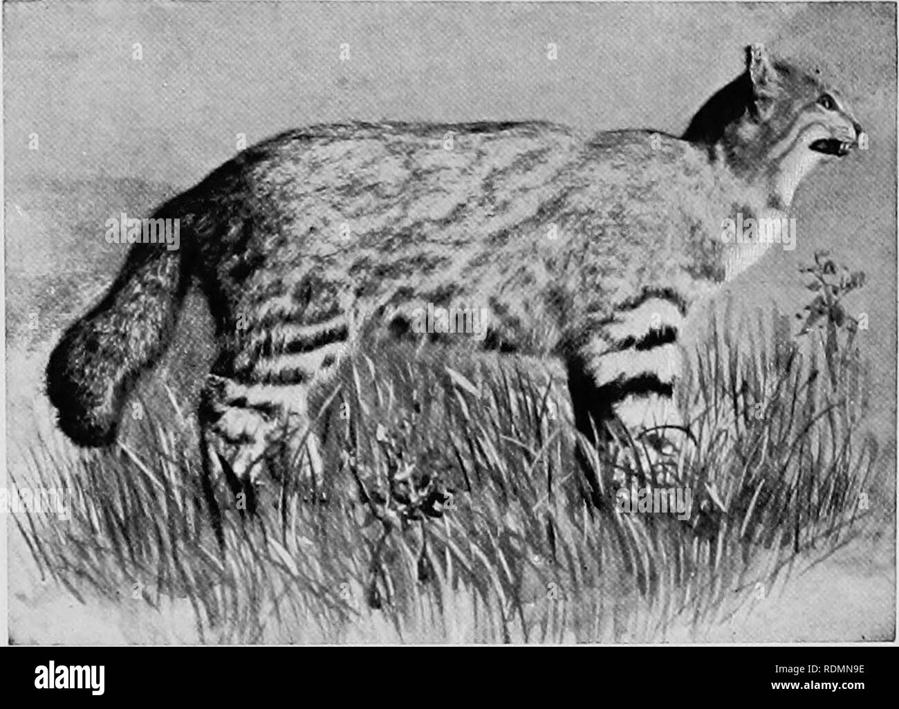 Mammiferes D Autres Terres Les Mammiferes 56 Les Animaux Vivants Du Monde Photo Bji A S Rudland Amp J Pampas Soni Cat Remarque Tic A La Ressemblance De La Queue Epaisse Et Jambes