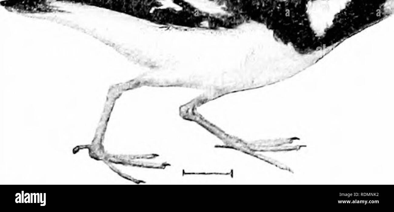 Les Oiseaux De Lunited States Est Des Rocheuses Un Manuel