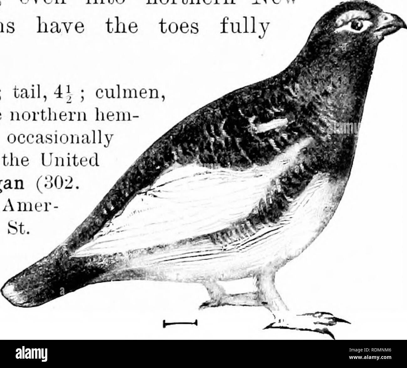 . Les oiseaux de l'United States est des Rocheuses ; un manuel pour l'identification des espèces dans la main ou dans la forêt. Les oiseaux. FAM. XXXIV. Les tétras, perdrix, etc. 225. Lagopède c'est un oiseau abondant dans les régions arctiques, mais ne niche pas plus au sud que le centre du Labrador, bien qu'en hiver il migre vers le sud, même dans le nord de New York. Le ptarmigaais fullj» ont les orteils en drapeau. Longueur, 14-17 ; 71, aile arrière, 4' ; culmen ;, . Les parties nord de l'ourlet du nord- sud ; itype sphérique en hiver, à l'occasion, dans la frontière nord des États-Unis. Ptarm^ Rock Banque D'Images