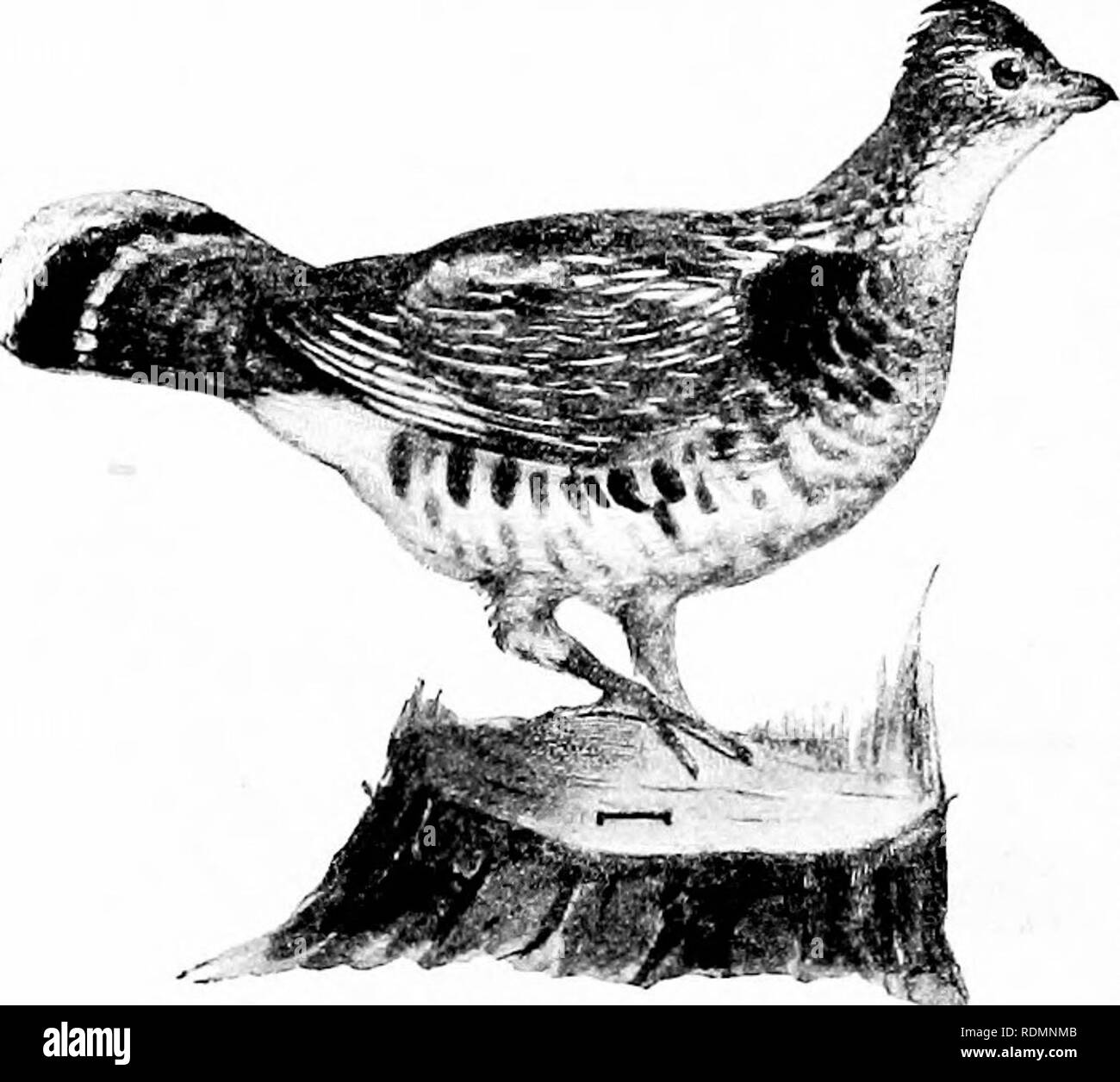 . Les oiseaux de l'United States est des Rocheuses ; un manuel pour l'identification des espèces dans la main ou dans la forêt. Les oiseaux. 224 KET ET DESCRIPTION mon dans les forêts de conifères du nord, et sont habituellement resi- dent où trouvés. De l'épinette (perdrix.) longueur, 14|17, 7 aile ; (6^-7|) ; la queue, 5 ; du culmen, |. Le nord de por- tions du Minnesota, Michigan, New York et de la Nouvelle-Angleterre, et nortli- ward et l'ouest jusqu'à l'Alaska. 6. La gélinotte huppée (300. Sa umbdllus,d'obligations). -Un grand salon commun, woodland-brun tacheté, des tétras du Canada, avec un collier noir brillant de plumes de chaque côté du cou, et d'un b Banque D'Images