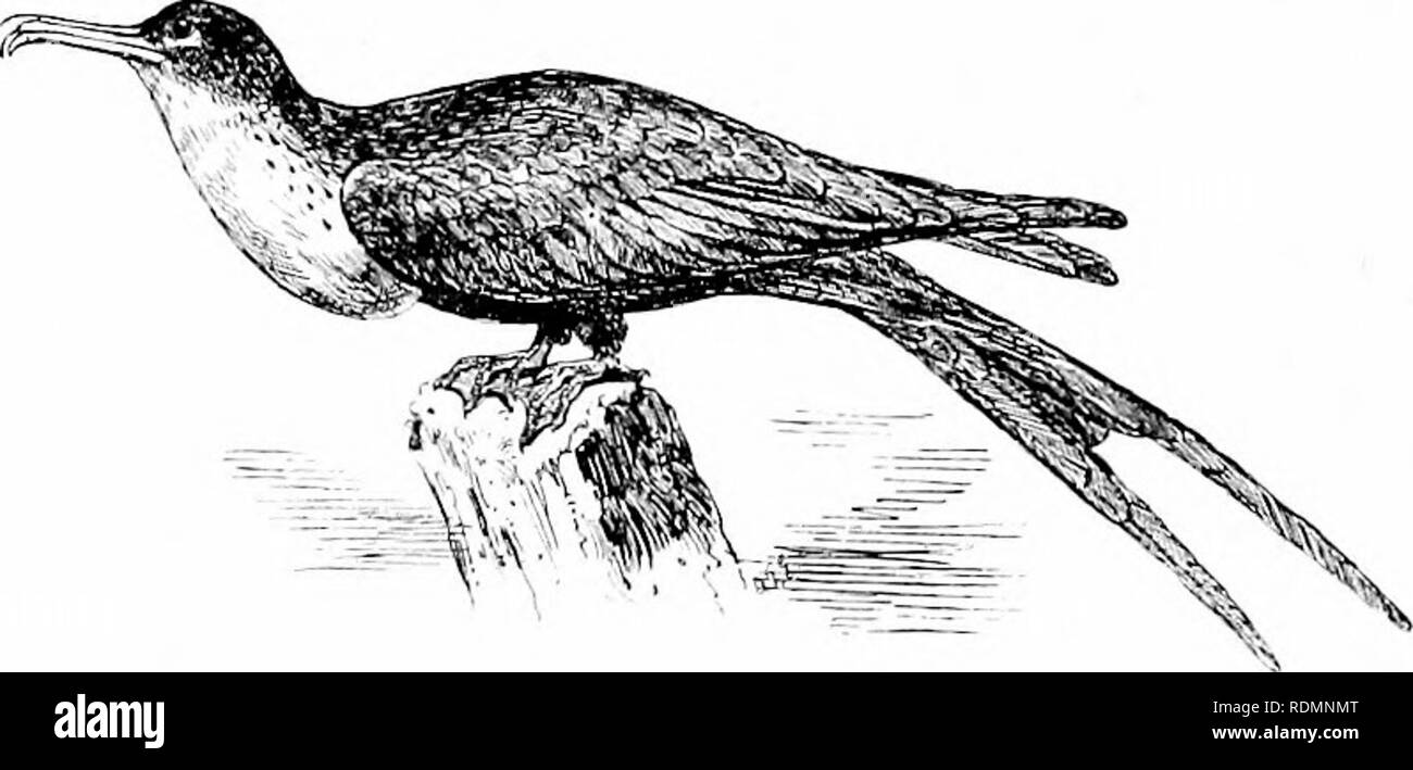 . Merveilles du monde des oiseaux. Les oiseaux. Les oiseaux merveilleux chapitre II (suite). Frigate Bird. Le monticule ou Megapodes-constructeurs-la-Baleine Cigogne-Dodo la tête et sa famille-dards-frégates-Steamer-Ducks -Pingouins. Pour la région australienne nous tourner pour notre prochain oiseau merveilleux et le trouver dans le {Catlietnriis lathanii la Turquie de brosse). Cet oiseau appartient à la famille des Megapodes ou Mound Builders {Megapodidce-), l'espèce se trouvent uniquement dans l'Australian et Malaj^un sous-régions, s'étendant aussi loin que les Philippines et les îles Nicobar dans le golfe du Bengale. Aucun des vrais Megapo Banque D'Images