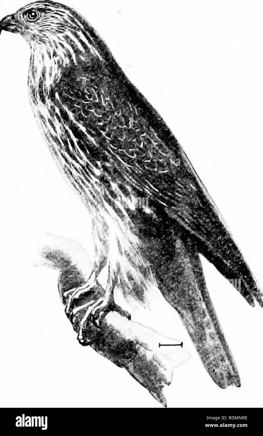 . Les oiseaux de l'United States est des Rocheuses ; un manuel pour l'identification des espèces dans la main ou dans la forêt. Les oiseaux. FAM. XXIX. Les faucons, aigles, ETC. 207 24. Faucon gerfaut (blanc 353. Fdlco isldndus). - Ce Falcon de l'Arctique, qui a été trouvé dans le nord du Maine, est, en bon, un plumage blanc tacheté légèrement partout. Il y a tendance à être plus ou moins de gris brunâtre et dans les bars ou des traces sur les épaules, les rectrices centrales, et de la tête. Longueur, 22, 16 aile ; queue ;, 9^ ;, tarse 2| ; oulmen, 1. Les régions de l'Arctique, l'errance soutli pour le nord du Maine. 25. Faucon gerfaut (gris 354. Fdlco rustl Banque D'Images