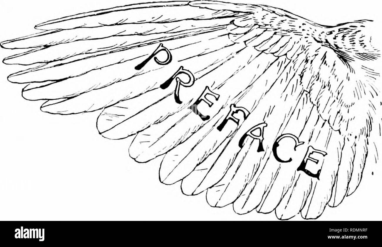 . Merveilles du monde des oiseaux. Les oiseaux. Ce petit livre contient l'essentiel de mes cours sur la vie des oiseaux de curiosités ',' et autres sujets ornithologiques, livré par moi dans de nombreuses régions du Royaume-Uni au cours des dix dernières années. J'ai souvent été demandé de publier mes cours, et avait même commencé une série d'articles dans de bonnes paroles '' en 1895, sous le titre de mon exposé, plus connu' Curiosités d'oiseaux." Depuis cette date, cependant, ce titre a été utilisé pour un autre volume ; mais j'espère que même sous le nouveau nom que j'ai adoptée pour ce travail, beaucoup de mes amis wil Banque D'Images