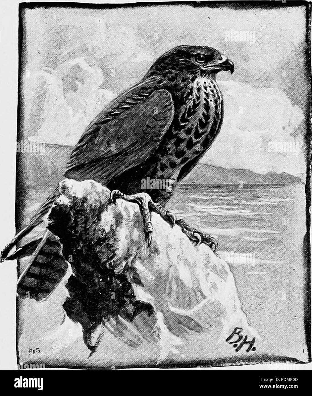 . Une année de sport et l'histoire naturelle, le tir, la chasse, la fauconnerie, chasse et pêche. La chasse, la pêche, la fauconnerie, les oiseaux. Nos OISEAUX DE PROIE. 75 Le miel Buzzard. Toutefois, c'est la seule espèce residentwith-nous tout au long de l'année, pour le deuxième ne vient qu'à l'automne en tant que migrant, et le troisième vient seulement à nid. Pas de doute le jeu- keeper détruit une buse quand il le peut ; mais il ne faut pas hésiter à affirmer que la menace d'extermination des deux espèces nichant sur la porte de ces naturalistes qui. La buse variable (liUTEO vulgaris). recueillir et traiter des peaux Banque D'Images