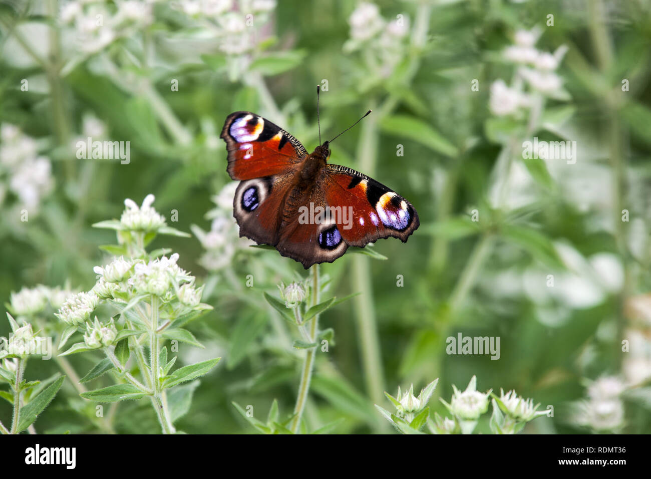 Peacock Inachis io papillon sur une fleur papillon paon sur l'alimentation, la montagne, la menthe velue Pycnanthemum, Fleur bokeh Banque D'Images