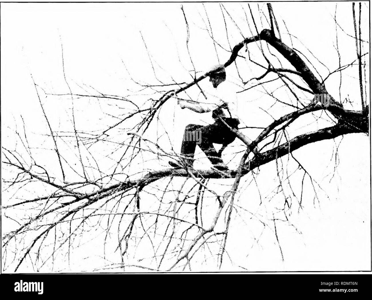 . Les principes et la pratique de l'élagage... L'élagage. Z PRINCIPES ET LA PRATIQUE DE L'émondage, experts comme e'i(lencc(l par les mauvais effets observés dans d'innombrables fruits et arbres d'ombrage et illustré par de nombreux de la demi- tones indiquées dans ce volume.. FIG. 1-RÉNOVATION D'UN VIEUX POMMIER, négligé l'avis des croissances debout qui a commencé comme germes de l'eau, mais qui n'ont de- développé dans les branches fructifères avec de nombreux fruits et court stubby éperons. L'émondage exige la connaissance de la physiologie des plantes. L'ONU- moins pruner a au moins une connaissance pratique de la façon dont les plantes poussent il sera incapable d'élaguer intelligemment pour Banque D'Images