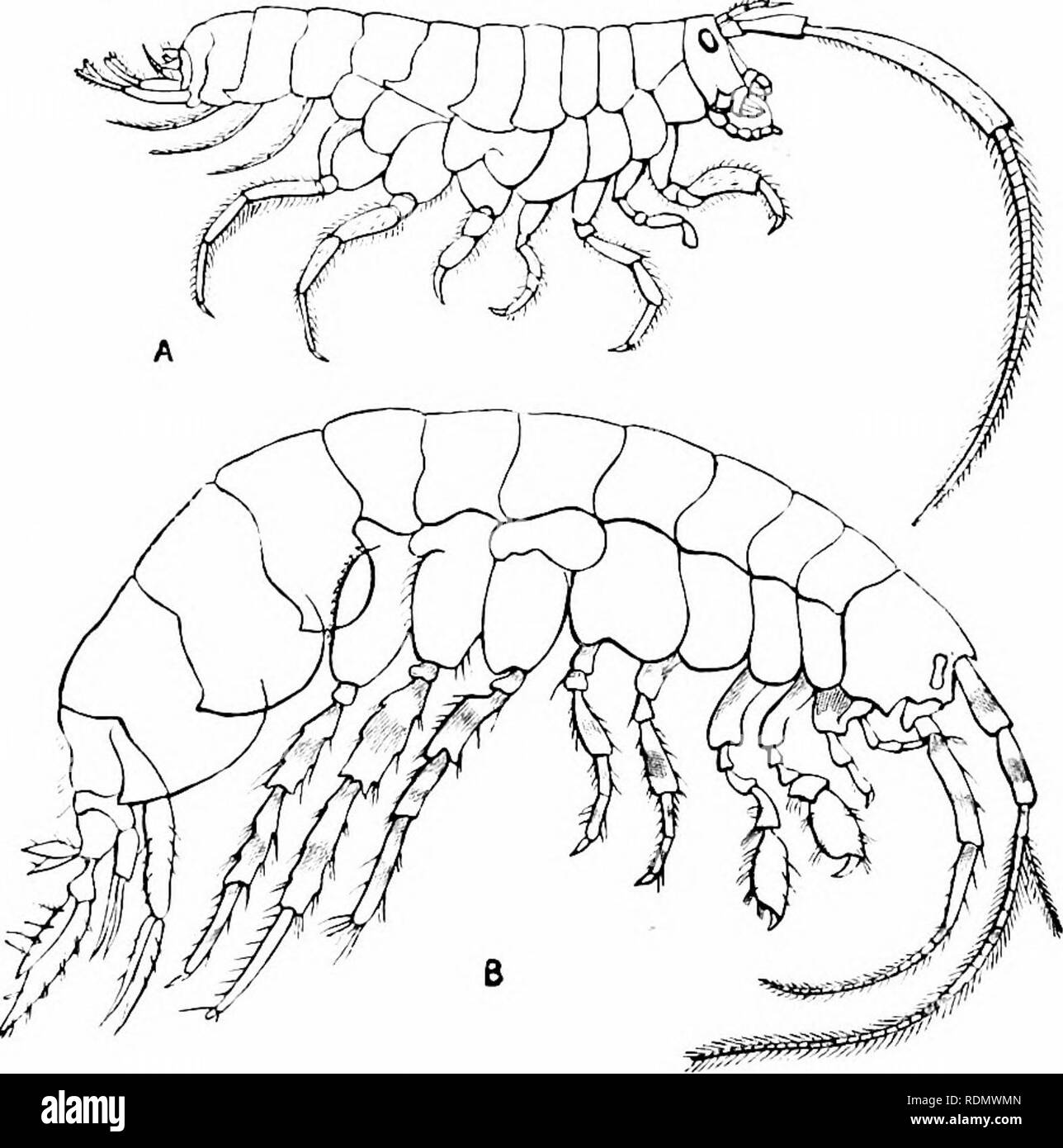 . Text-book de zoologie pour les élèves de niveau junior. Zoologie. INVERTEHRATE 144 animaux. des pattes thoraciques. Il y a bien développé une i.s abdcjmen, et il y a 7 paires de pattes thoraciques, dirigé vers l'jjartly et en partie à l'envers, ({xanijiles cjod e-hojipers^ sont-sable {Talitriis, fig. a-J, A) et le " Fre.sh-eau 81irini)est" ((rriwwrtrti.f, fie ;.  !)2, B). L'Saiid-ho|i]ieis ami (niiiiinnri nager à leur côté quand j':i l'eau, .-ind l'fnrnicr Ljreat avec leap activité sur terre.. Fig. Â .)-2.-Anii.iil|'"'l'i. Un falilni.i ', hÂ"iisti', l'IIm- " Saiid-lic.j.iwr," fi Banque D'Images