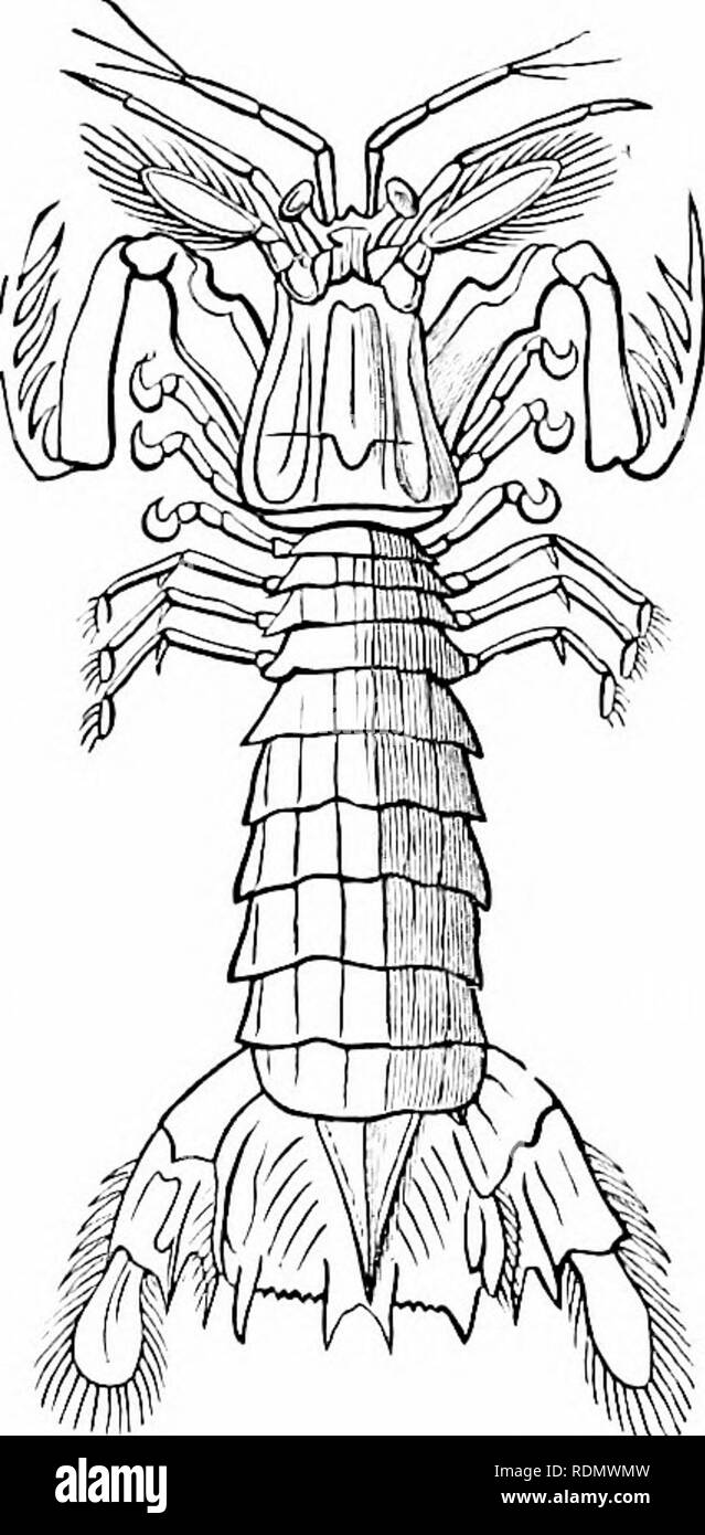 . Text-book de zoologie pour les élèves de niveau junior. Zoologie. 1U2 XVKRT1-:15j;ai mangé des animaux. La première paire de pattes sont développés en jiretty- morsure puissante à griffes ou cliehe, et l'un de l'en est un.n'est beaucoup plus grand que l'autre, et agit comme une sorte de phig, bloquant l'entrée de la coquille lorsque l'animal est rentré à l'intérieur. ('. Bi-'icliiiiira.- âThe Crustacés inclus dans cette tribu sont connus comme Cral)s, et ils tirent leur nom d'Bradiy- urii, (Gr. hracJtiia ; court, et oura, queue) à partir de la con- dition rudimentaire de l'abdomen. L'abdomen, en fait, n'est pas oidy extre Banque D'Images