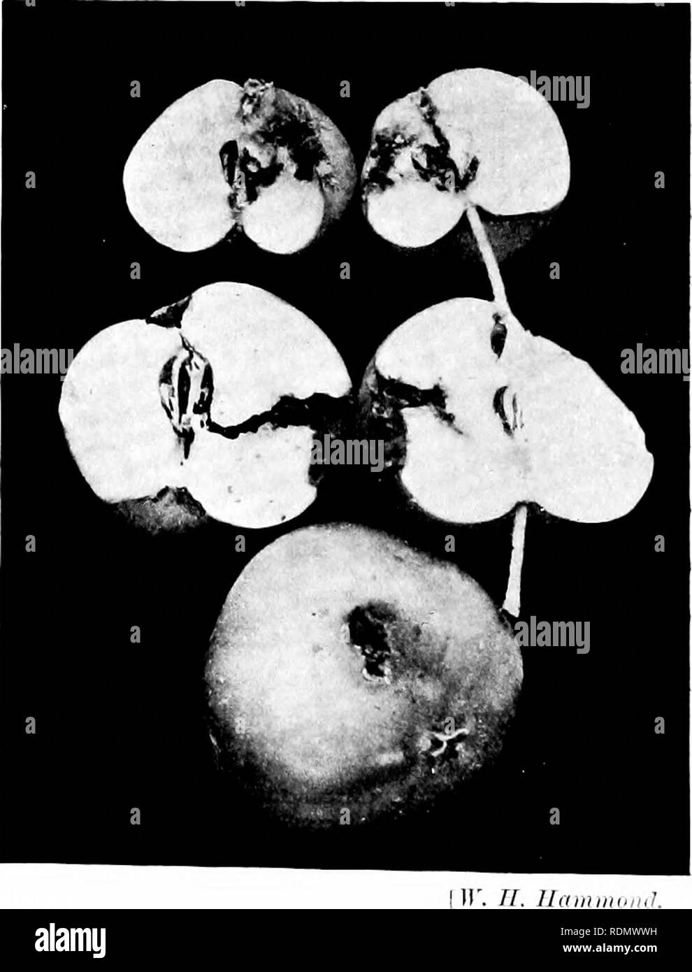 . Les insectes et autres ravageurs des alliés d'orchard, Bush et hothouse fruits et leurs prévention et traitement . Les insectes nuisibles ; les fruits. [F. Jideiideii -A C'.iDi.iNc ::ia(.;s dans aitlk transjiarent. Est-ce que nous pouvons observer le Ijein^^ caterpillar peu formés à l'intérieur.* qu'un oeuf qu'une règle est placée sur chaque pomme, et comme un seul iemale peut fixer plus d'une centaine d'oeufs nous voyons ce qu'un grand tort d'un petit nombre de ces petits papillons peuvent le faire dans un Jardin ou verger. Dès que Caterpillar s'échappe sur^ peu de son oeuf-shell il rampe sur la pomme, et quand il s'agit de l'œil » » il a Banque D'Images