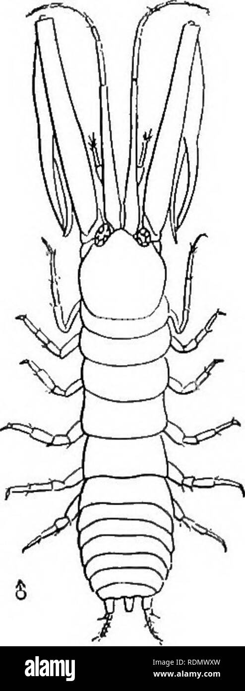 . Les Crustacés supérieur de la ville de New York. Les crustacés. Fig. 40 Leptochila dubia ", homme ; 6, de sexe féminin (Afler Honor Harger) Pereion avec 6 segments. Uropoda Gnathopoda stout, avec de courtes, l'un extérieur, et d'un cardan de transmission six rame interne. Antennulae gnathopoda avec femme et plus courte que chez l'homme. Se produit entre la zostère marine et sur pilotis. Longueur 2,2 mm. Près de couleur blanc. Prise à Bayshore. Rapax Honor Harger Leptochila Leptochila r a p a x Honor Harger. C.-à-d. 1880. p.424, pi. 13, fig.89-90. Pereion avec 6 segments. Gnathopoda d'hommes très minces et allongés. Rame interne d'uropoda articulé cinq. Femme très similaire à L. d Banque D'Images