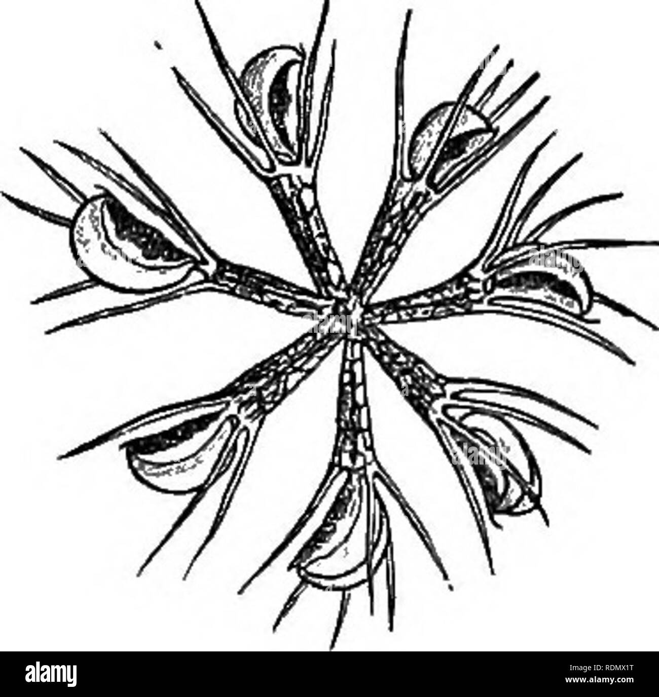 . Les plantes insectivores. Les plantes carnivores, les plantes. Chap. XrV'. ALDEOVANDA VESICULOSA. 323 est légèrement concave, et est formé, selon Colin, de trois couches de cellules. Sa surface supérieure est parsemée de glandes incolore comme, mais plus simple, que ceux d'Dionsea ; ils sont pris en charge sur footstalks distinct, composé de deux rangées de cellules. L'extérieur. Veuillez noter que ces images sont extraites de la page numérisée des images qui peuvent avoir été retouchées numériquement pour plus de lisibilité - coloration et l'aspect de ces illustrations ne peut pas parfaitement ressembler à l'œuvre originale.. Darwin, Charles, 1809 Banque D'Images