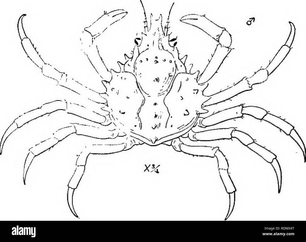 . Les Crustacés supérieur de la ville de New York. Les crustacés. Fig. 14 Libiniaemarginata (après Rathbun) L. emarginata se distingue de L. d u b i a par le plus grand nombre d'épines sur la carapace et par la ligne médiane, consistant dans l'ancien de neuf, et dans le second de six épines.. Fig. 15 Libinia d u bia (après Rathbun) Les deux espèces se produisent, l'ex-le plus communément, marcher sur le fond des baies peu profondes entre la zostère marine, et ils s'étendent vers les eaux plus profondes. Ils sont fréquemment sur le dragage d'huîtres, et apparaissent parfois en nombre tel que la suspension des opérations de ti Banque D'Images