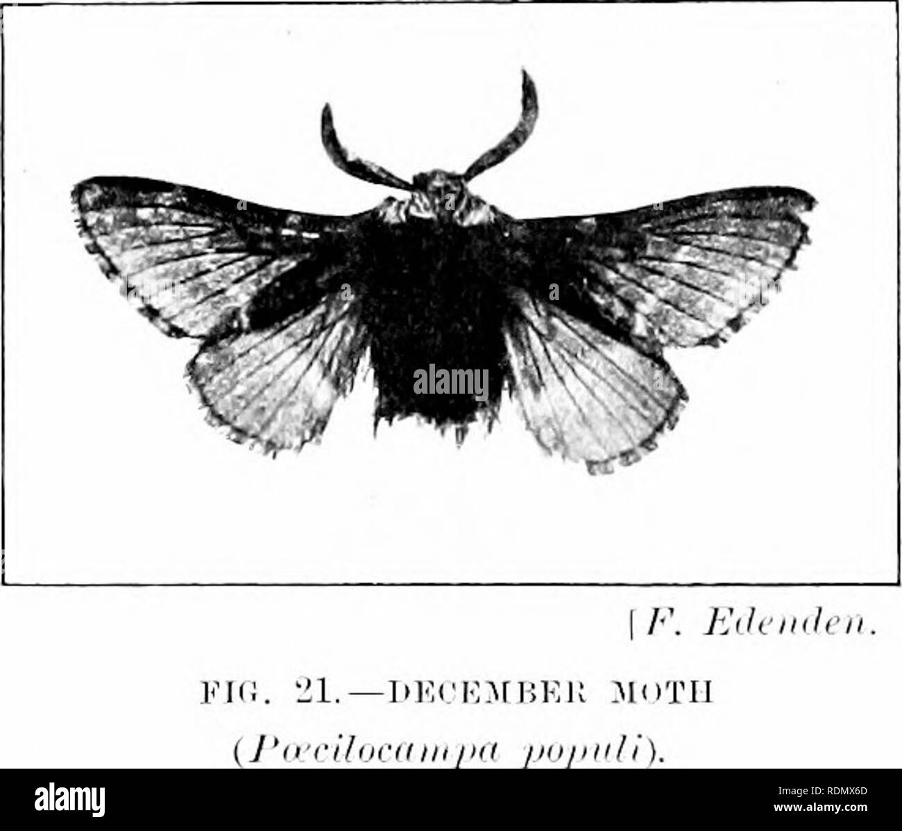 . Les insectes et autres ravageurs des alliés d'orchard, Bush et hothouse fruits et leurs prévention et traitement . Les insectes nuisibles ; les fruits. InsecA ravageurs. Befki».conférences. ,1, C,u ;,n,tcr, EC. H. Insectes nuisibles, etc.. oljsei.ea dans ii-éland du Cap au cours de l'oui. 1906. Eco. Proc. lioyal Dal.Société des Nations Unies, L, pt. 11, p. 438 (1907). (2) KoIIar. Viiirnit. Â Un Traité sur les insectes." p. 200 (1840). (H), TJnnhal}, F. 1'. Rapport sur la Zoolo-y pour l'année^ endmg le 1er avril. 1907. p. 2.5 (19071. L'espèce de décembre. (I'/ordinpn jiojrn nri/i. Linn.). L'aliment naturel plantes de cet insecte dans son caterpilhir pophi sont stade Banque D'Images