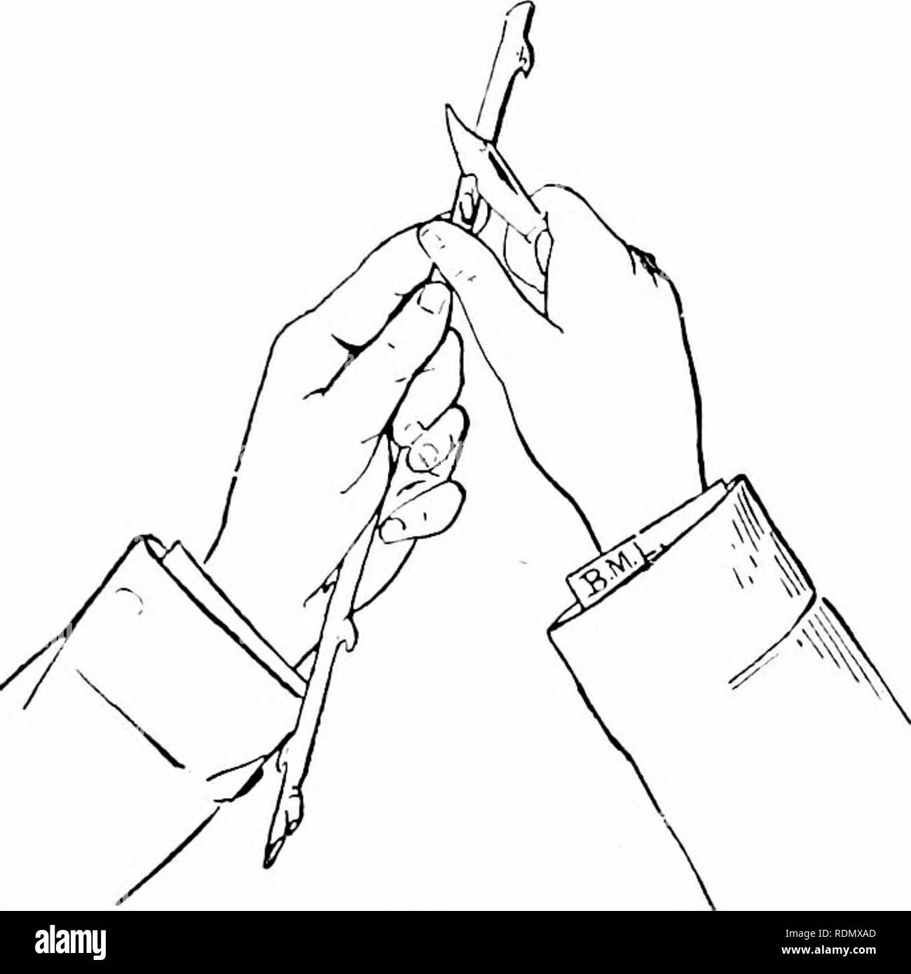 . La culture des agrumes en Californie. Les agrumes, les fruits-culture. La Californie est OltANGE bourgeonnement. 93 â liée avec la ficelle en herbe douce (althongh otliermaterials,ces tissus, etc., sont grandement préféré l)y certains), comme illustré en Fig. ce qui montre l'opéra- tion complète. Fig. 7 et S montre le traite- ment du stock après le bourgeon a "pris", et non pas au moment de l'écussonnage. Afin de commencer les bourgeons il est préférable de réduire les stocks, comme indiqué dans les figures, en laissant une partie du feuillage jusqu'à ce que les bourgeons ont pris un bon départ. Ceci empêche un contrôle du flux de sève, qui général Banque D'Images