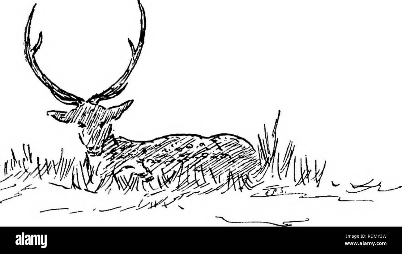 . Jungle par-façons dans l'Inde ; les feuilles à partir de la note-book d'un sportif et d'un naturaliste. La chasse ; l'histoire naturelle.  =^^^w/ API J -TONTON PRÉFACE By-Ways en Inde", comme le titre l'indique, traite de la grande jungle étendues de l'Hindoustan, et avec la vie animale qu'elles contiennent-la vie animale, c'est, comme à l'homme connu Shikari. Les observations et les incidents liés, et les matériaux pour le croquis dans le texte, sont extraits de notes consignées dans les journaux qui font l'out- venus de seize ans agréable et intéressant consacré à l'Indian Forest Service. Ce que méritent ces croquis, à partir de la b Banque D'Images