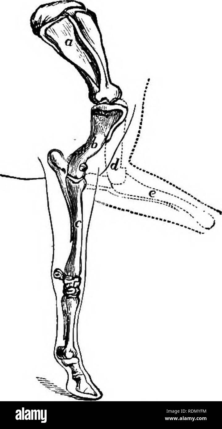 . Le cheval dans l'étable et le domaine : sa gestion dans la santé et la maladie ... avec un essai sur le cheval au trot américain, et des suggestions sur la sélection et la formation des trotters. Les chevaux. OBIJQUE l'épaule. UpaiOHT épaule. lore, que les chevaux destinés à avoir une grande, et en même temps de l'action, devraient avoir les épaules obliques, car sans eux ils vont presque à une sécurité juridique soit très faible et moyenne actiony ou, s'ils ne le pliez les genoux, ils vont mettre les pieds vers le bas de plus près sur la même place qu'ils leur a pris de, qui pe- culiarity si souvent nous voir affiché dans la c Banque D'Images