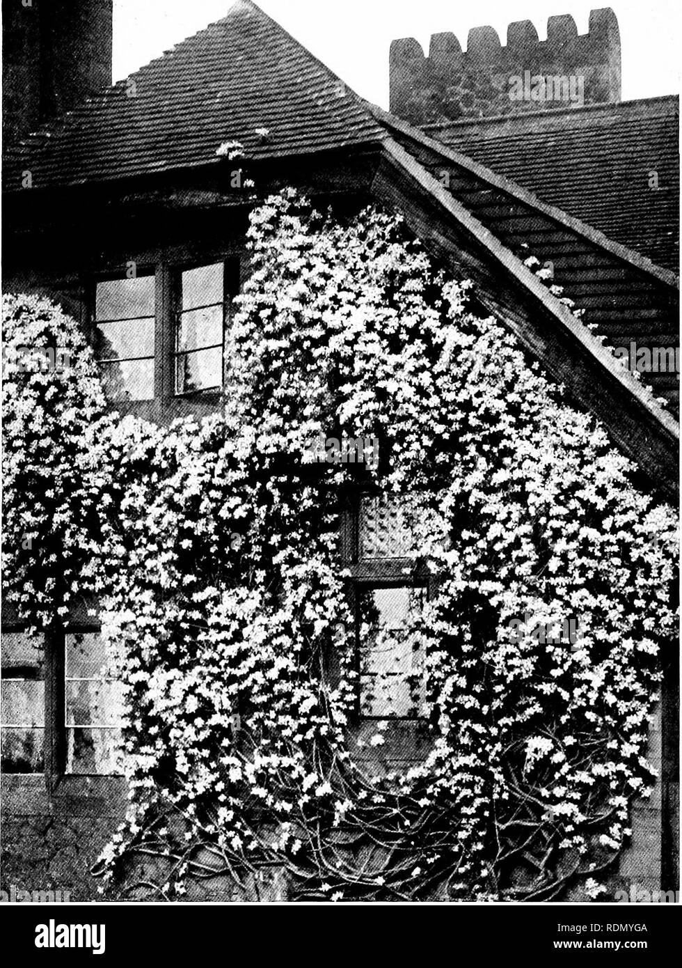 . Jardins pour les petites maisons de campagne. Les jardins. Plantes grimpantes. 117 dans des jardins-que d'avoir un lit de petites usines en connexion immédiate avec la construc- tion de la maçonnerie. La glycine, avec sa probable sort ultime, est le plus regrettable, parce que l'installation elle-même est in fine, les jeunes plants, ha'ing s'oy&amp;x l'étape antérieure de l'arrêt pour les premières années, comme c'est le moyen de son genre. Cette belle plante ma}' être utilisés de nombreuses façons - en rez de jardin et murs de maison, sur les pergolas et tonnelles. La nouvelle espèce {mitUijuga japonais W.) est aussi facilement cultivées comme les anciens W. C h i 11 e 11 s e , mais bien Banque D'Images