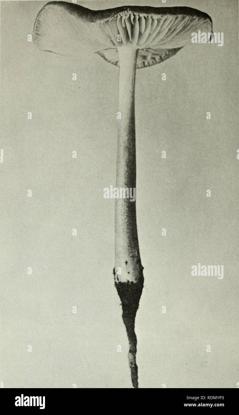 . Champignons vénéneux et comestibles du Canada. Les champignons, toxiques ; des champignons comestibles. La Figure 292. Collybia radicata. 293-302 293 chiffres. Crepidotus. fulvotomentosus 295. S. hornemannii. 297. 5". semiglobata, 299. Psathyrella candolleana. 301. Coprinus comatus. 294. Stropharia coronilla. 296. S. hornemannii. 298. Capnoides Naematoloma. 300. P. candolleana. 302. C. quadrifidus. 194. Veuillez noter que ces images sont extraites de la page numérisée des images qui peuvent avoir été retouchées numériquement pour plus de lisibilité - coloration et l'aspect de ces illustrations ne peut pas parfaitement ressembler au trio Banque D'Images