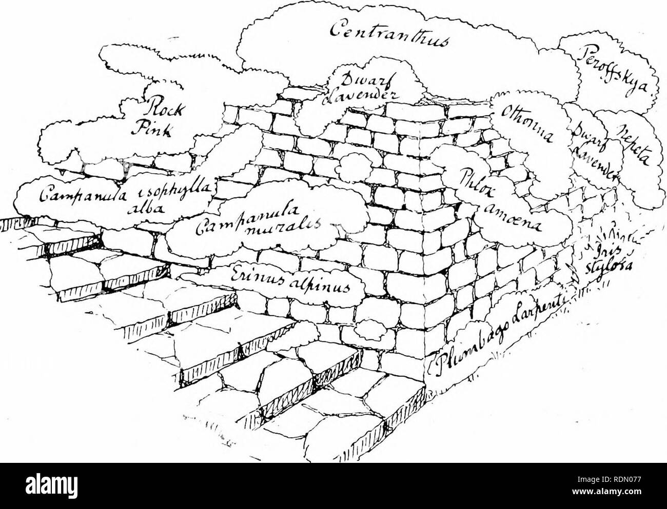 . Jardins pour les petites maisons de campagne. Les jardins. ;O jardins pour les petites maisons de campagne. Il devrait y avoir le confort d'un espace assez grand et assez élevé, où il y avait autrefois été une sorte de nuit- mare de la confondre et de traîtres- clivities. Par conséquent, avec le sol monte de tous les côtés, mais le sud, l'ensemble de jardin rose semble être coulé, le confort d'autres en cours d'acquisition de logement absolue du nord et du mensonge ouvert au soleil. À l'extrémité ouest d'une seemental. Cochon. 60.-PROFIL DE LA PLANTATION COMME VU À PARTIR DE VIEW POINT " D " SUR LE PLAN GÉNÉRAL (FIG. 56).. Veuillez noter que Banque D'Images