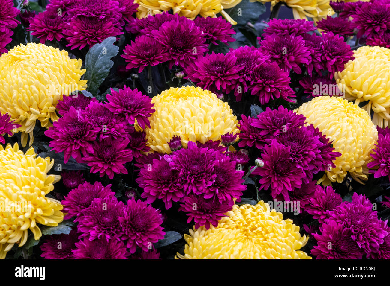 Chrysanthème en pleine floraison jusqu' fermer Banque D'Images