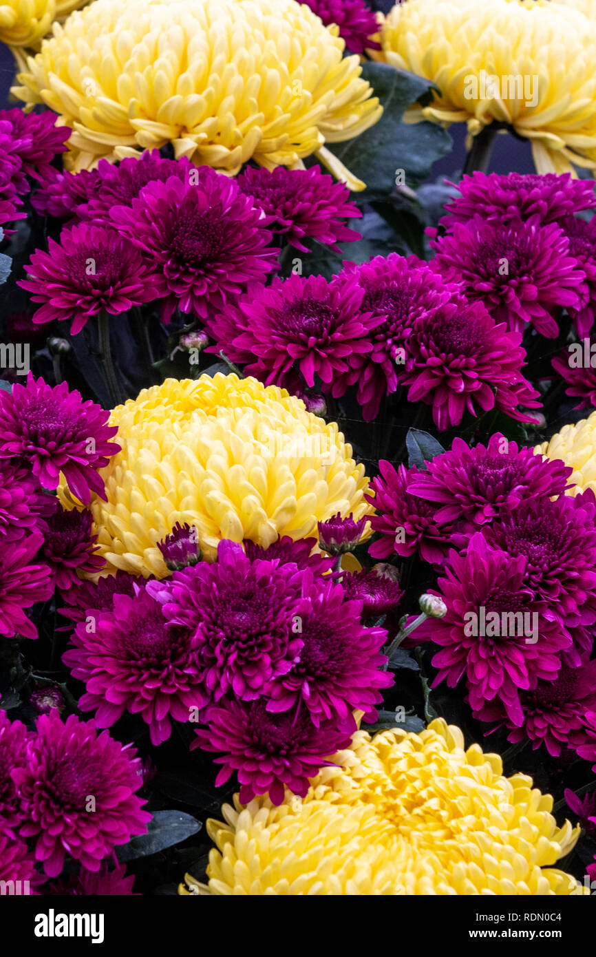 Chrysanthème en pleine floraison jusqu' fermer Banque D'Images