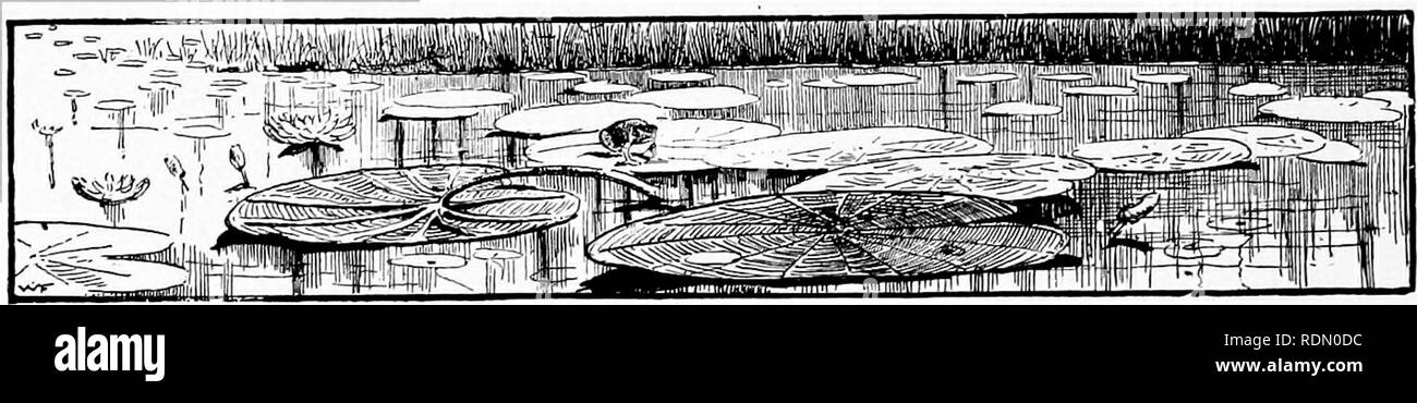 . Quatre pieds, deux pieds, et pas de pieds ; ou, poilu et les animaux domestiques, et comment ils vivent. Le comportement animal. 244 BOWSER. Après un moment le brun vaseux oeufs ouvrir rope'byorie, et à venir l'Dabchicks^ assez jeunes, peu floue, browii boules. Ils se serrent eux-mêmes, à chaque blocage arides otherj et dire comment-d'-ye-do to leurs père et mère ; puis, sans plus tarder, pop ! Ils vont dans l'eau. "Hourra !" dit l'un. "Je peux nager !" ''et je peut plonger ! "Dit anothei-. " Ho ! Je peux faire les deux !" crie un troisième. " Ici j'ai rendez-vous pour le bas ! Arrête-moi si tu peux ! &Quot Banque D'Images