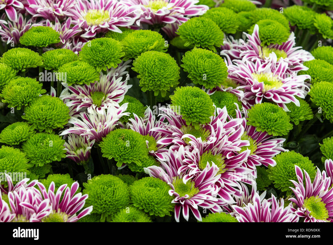 Chrysanthème en pleine floraison jusqu' fermer Banque D'Images