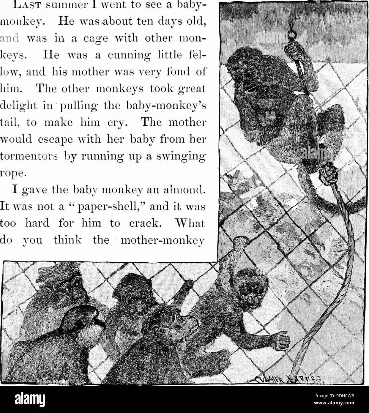 Quatre Pieds Deux Pieds Et Pas De Pieds Ou Poilu Et Les Animaux Domestiques Et Comment Ils Vivent Le Comportement Animal Le Bebe Singe L Ete Dernier Je Suis Alle Voir Quatre Pieds Deux Pieds Et Pas De Pieds Ou Poilu Et Les Animaux Domestiques Et Comment Ils Vivent Le Comportement Animal Le Bebe Singe L Ete Dernier Je Suis Alle Voir