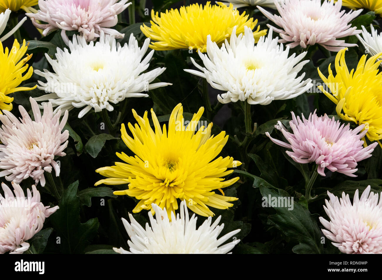 Chrysanthème en pleine floraison jusqu' fermer Banque D'Images