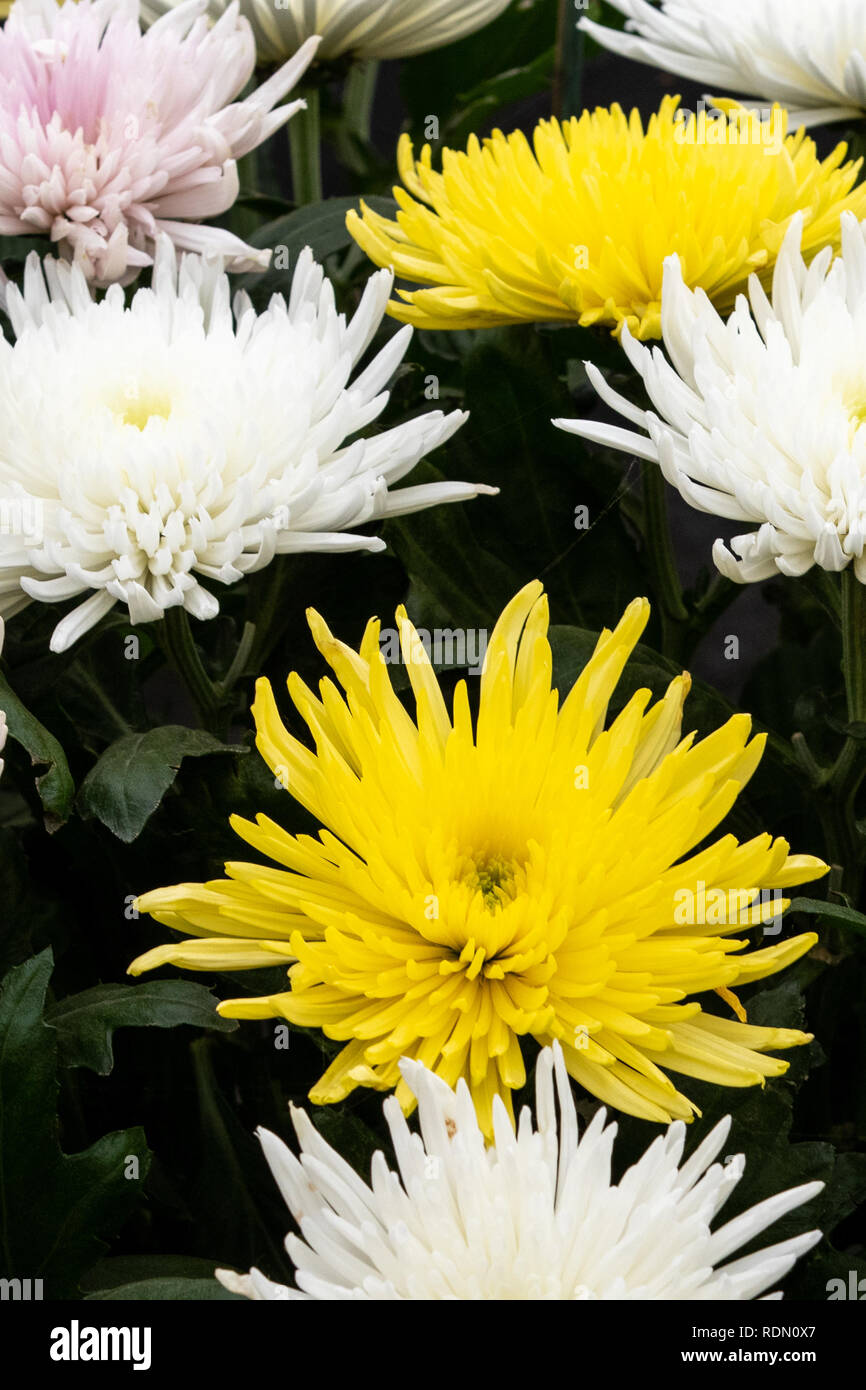 Chrysanthème en pleine floraison jusqu' fermer Banque D'Images