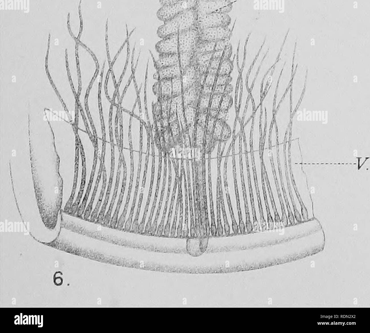 . L'histoire naturelle. La géologie, la zoologie, la botanique. Ex. 4 FC - -inescn. -LTLter.c..c. Â 9 -n -ccs. 1Â¥ â â '1'"&gt;j&gt ;.-. m. Sub. St 7' St.r â - .,' jr^ r sc. Sf- â â€n.m. cc .^^ Ex. Ce En Ecc. Str ?5 r] Str . En. i Fr. St.Ecc r â ¢&Lt ; =^], St. ! ? Ex. .G.. /Â '"â 'Â" â une AncarcM^ T I V UJiscovery)li,xp Medusae pi. Veuillez noter que ces images sont extraites de la page numérisée des images qui peuvent avoir été retouchées numériquement pour plus de lisibilité - coloration et l'aspect de ces illustrations ne peut pas parfaitement ressembler à l'œuvre originale.. L'expédition nationale, 1907-1904 ; Fletcher, L Banque D'Images
