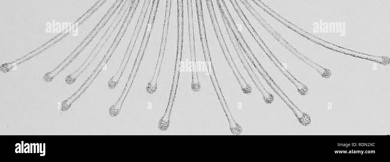 . L'histoire naturelle. La géologie, la zoologie, la botanique. ^' le DIH. Ex. 4 FC - -inescn. -LTLter.c..c. Â 9 -n -ccs. 1Â¥ â â '1'"&gt;j&gt ;.-. m. Sub. St 7' St.r â - .,' jr^ r sc. Sf- â â€n.m. cc .^^ Ex. Ce En Ecc. Str ?5 r] Str . En. i Fr. St.Ecc r â ¢&Lt ; =^], St. ! ? Ex. .G.. Veuillez noter que ces images sont extraites de la page numérisée des images qui peuvent avoir été retouchées numériquement pour plus de lisibilité - coloration et l'aspect de ces illustrations ne peut pas parfaitement ressembler à l'œuvre originale.. L'expédition nationale, 1907-1904 ; Fletcher, Lazare, Sir 1854-1921 ; Bell, F. J. (Francis Jeffrey), Banque D'Images