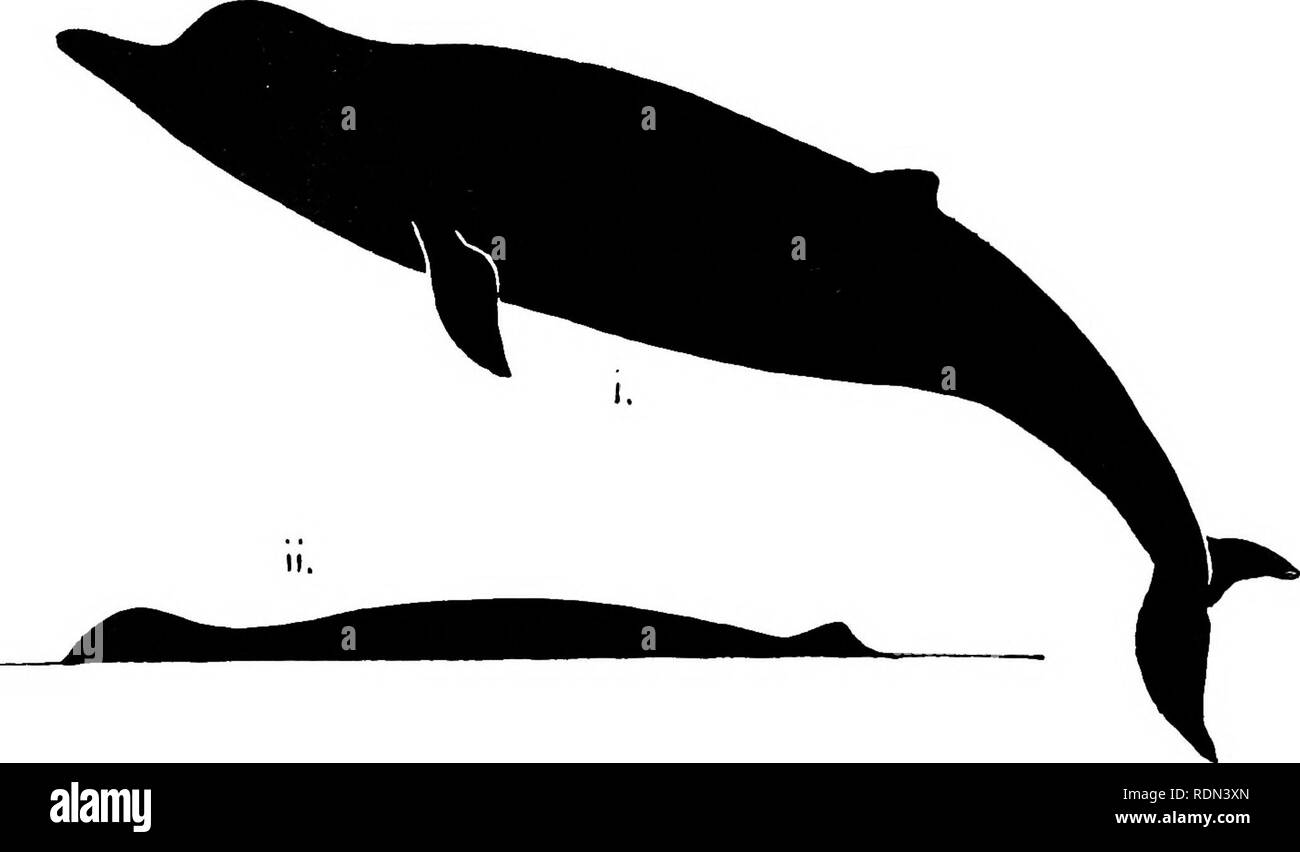 . L'histoire naturelle. La géologie, la zoologie, la botanique. &Lt ; n . ^ ^y'ili J FiG.[l. Balcenoptera musculus, voir p. 3. Cochon. 2. Neobalcena marginata, voir p. 4.. Tarte. 3. Hyperoodon rostratus, voir p. 5. 'J'o faoe p. 4.. Veuillez noter que ces images sont extraites de la page numérisée des images qui peuvent avoir été retouchées numériquement pour plus de lisibilité - coloration et l'aspect de ces illustrations ne peut pas parfaitement ressembler à l'œuvre originale.. L'expédition nationale, 1907-1904 ; Fletcher, Lazare, Sir 1854-1921 ; Bell, F. J. (Francis Jeffrey), 1855-1924 ; British Museum (Natural History). Londres, imprimés par ordre Banque D'Images