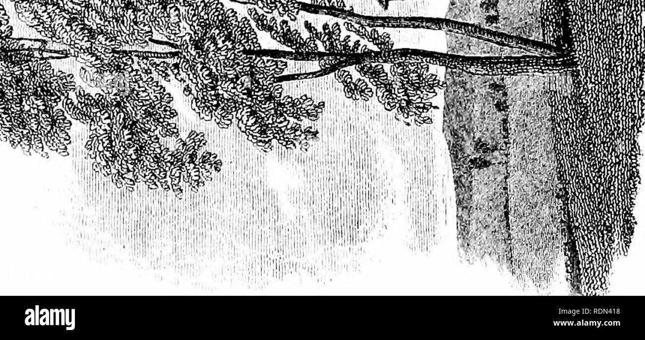 Livre Ancien Complet Sur La Pêche, édition 1887, Walton & Cotton, 60 Gravures, Chatto & Windus UK